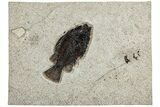 Fossil Fish (Cockerellites) - Wyoming #233900-1
